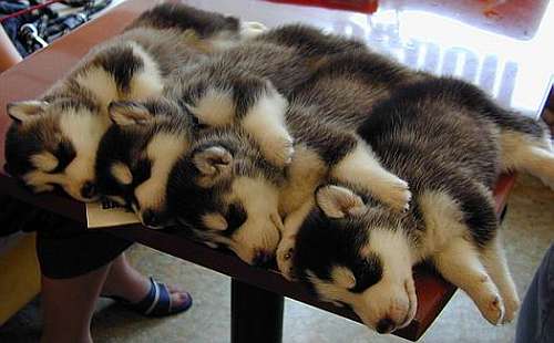 sleeping doggy x 4 - 無料写真検索fotoq