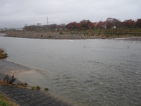 松川の白鳥飛来地.jpg