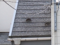 屋根の雪.jpg