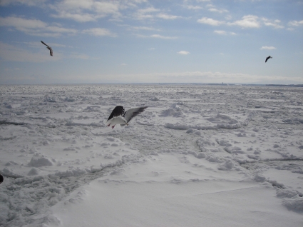 北海道流氷.jpg