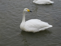 松川の白鳥2.jpg