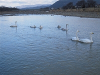 松川の白鳥7羽1.jpg