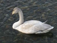 松川の白鳥1.jpg