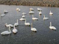 松川の白鳥131羽1.jpg