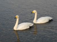 松川の白鳥2.jpg