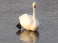 松川の白鳥3.jpg