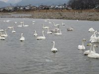 松川の白鳥144羽2.jpg