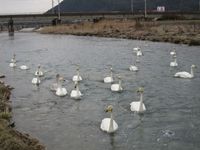 松川の白鳥22羽1.jpg