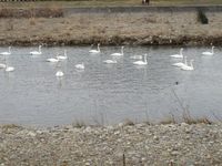 松川の白鳥22羽3.jpg
