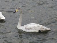 松川の白鳥4.jpg
