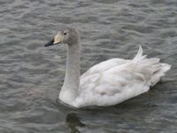 松川の白鳥5.jpg