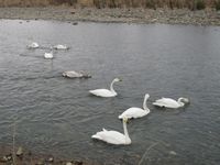 松川の白鳥8羽1.jpg