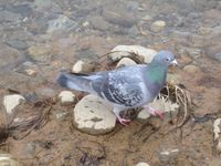 松川の白鳥8羽ハト1.jpg
