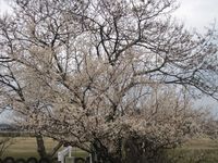 梅の花1.jpg
