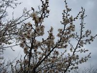 梅の花2.jpg