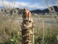 タラノキ芽.jpg