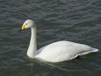 松川の白鳥2.jpg