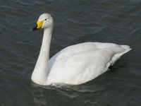 松川の白鳥4.jpg