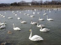 松川の白鳥92羽1.jpg