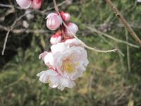 梅の花3.jpg