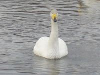 松川の白鳥01l.jpg
