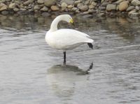 松川の白鳥03.jpg