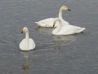 松川の白鳥04.jpg