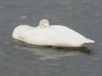 松川の白鳥06.jpg