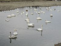 松川の白鳥64羽3.jpg