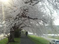 去年の桜.jpg