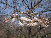 信夫山開花.jpg