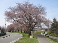 My桜.jpg