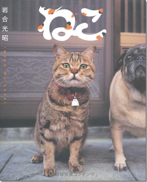 ねこ