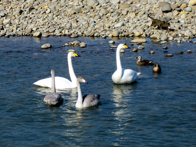 松川の白鳥とカルガモと猫 松川の白鳥とカルガモと猫