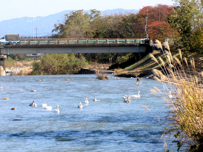 松川の白鳥と川寒橋 松川の白鳥と川寒橋