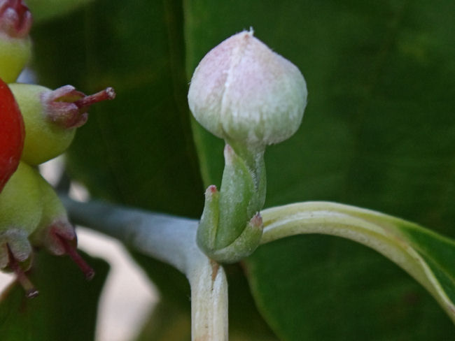 ハナミズキの芽 ハナミズキの芽
